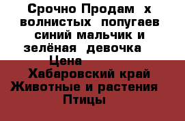 Срочно Продам 2х волнистых  попугаев синий мальчик и зелёная  девочка  › Цена ­ 1 000 - Хабаровский край Животные и растения » Птицы   